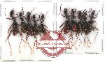 Scientific lot no. 40 Cicindelidae (Neocollyris spp.) (10 pcs)