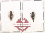 Scientific lot no. 42 Mordellidae (2 pcs)