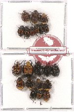 Scientific lot no. 20 Valginae (21 pcs)