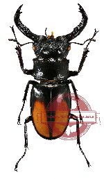 Hexathrius parryi paradoxus