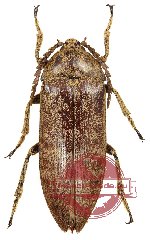 Eulichas sp. 2 (A2)
