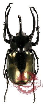 Chalcosoma chiron janssensi Beck, 1937