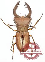 Cyclomatus pulchellus (A2)