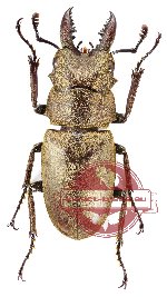 Prosopocoilus seriseus sericeus (5 pcs)