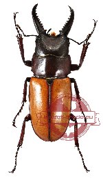 Prosopocoilus fruhstorferi ssp. colffsi (A2)