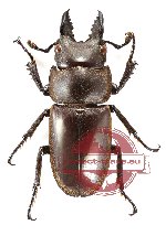 Prosopocoilus oweni ssp. irenicus