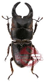 Aegus biggibosus