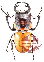 Odontolabis brookeana (telodonte)