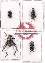 Scientific lot no. 232 Tenebrionidae (4 pcs)
