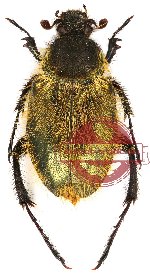 Amphicoma florentini (A2)