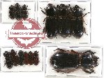 Scientific lot no. 91 Passalidae (13 pcs)