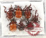 Scientific lot no. 45 Attelabidae (7 pcs)