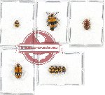 Scientific lot no. 217A Chrysomelidae (8 pcs)