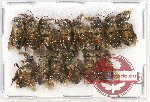 Scientific lot no. 247 Hymenoptera (14 pcs)