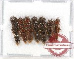 Scientific lot no. 13 Formicidae (7 pcs)