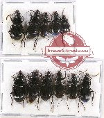 Scientific lot no. 327 Carabidae (11 pcs)