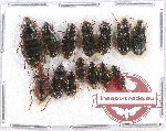 Scientific lot no. 301 Carabidae (14 pcs)