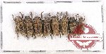 Scientific lot no. 99A Cerambycidae (8 pcs)