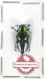 Chrysobothris sp. 12