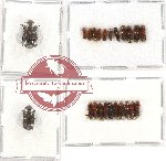 Scientific lot no. 75 Scolytidae (20 pcs)