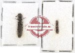Colydidae Scientific lot no. 16 (2 pcs)