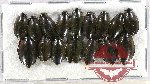 Gyrinidae Scientific lot no. 35 (16 pcs)