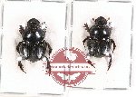 Scientific lot no. 459 Coprophaga (2 pcs)