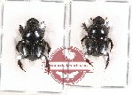 Scientific lot no. 459 Coprophaga (2 pcs)