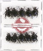 Scientific lot no. 181 Rutelinae (10 pcs)