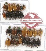 Scientific lot no. 187 Rutelinae (26 pcs)