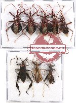 Scientific lot no. 683 Heteroptera (8 pcs)