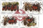 Scientific lot no. 680 Heteroptera (29 pcs - 12 pcs A2)