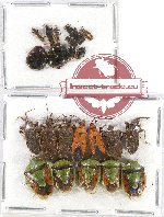 Scientific lot no. 678 Heteroptera (22 pcs)