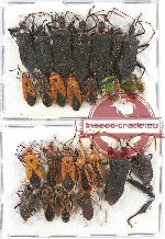 Scientific lot no. 676 Heteroptera (24 pcs A-, A2)