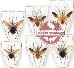 Scientific lot no. 666 Heteroptera (6 pcs A, A-, A2 SPREAD)