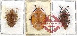 Scientific lot no. 664 Heteroptera (3 pcs A2)