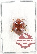 Scientific lot no. 654 Heteroptera (1 pc A2)