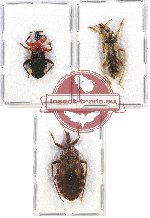 Scientific lot no. 661 Heteroptera (3 pcs A2)