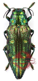 Chrysodema (s.str.) sp. 5