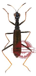 Neocollyris (s.str.) sp. 6