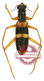 Omadius sp. 23