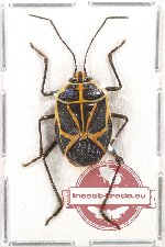 Pentatomidae sp. 4 (A-)