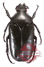Thaumastopeus nigritus (7 pcs)