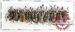 Scientific lot no. 116 Cerambycidae (10 pcs A, A-, A2)