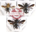 Scientific lot no. 225A Hymenoptera (3 pcs)