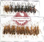 Scientific lot no. 704 Heteroptera (25 pcs)