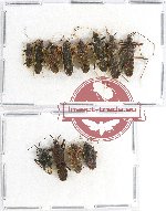 Scientific lot no. 659 Heteroptera (12 pcs)