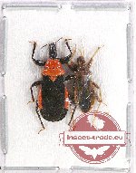 Scientific lot no. 673 Heteroptera (2 pcs)