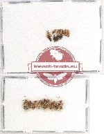 Scientific lot no. 660 Heteroptera (18 pcs)
