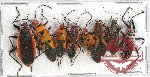 Scientific lot no. 701 Heteroptera (8 pcs)
